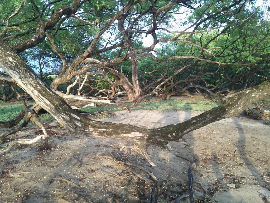 Cabinas Las Olas Playa Avellana Εξωτερικό φωτογραφία